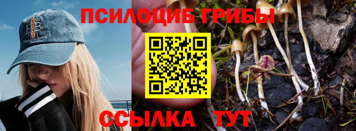 Псилоцибиновые грибы Cubensis Асино